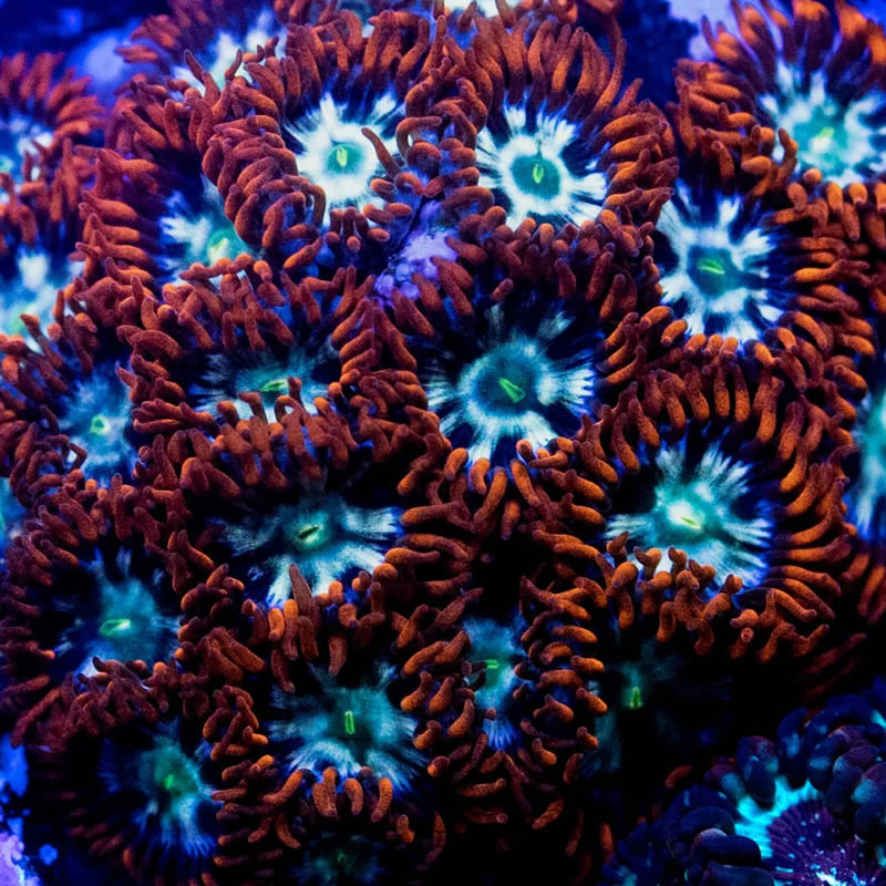 My Chemical Romance` zoas - RVA Corals